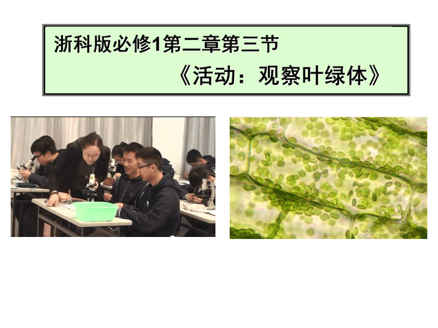 浙教版生物必修一《2.3 活动：观察叶绿体》课件（共14张PPT）