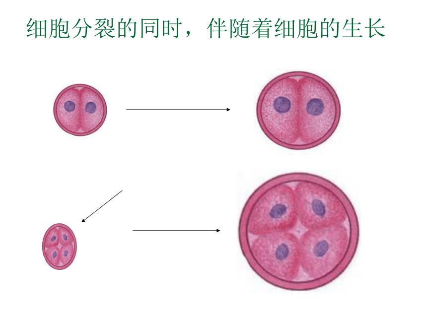 2.3生物体的结构层次