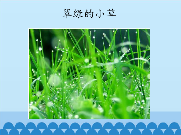 三年级上册科学课件-第一单元《多样的植物》北京课改版 (共12张PPT)