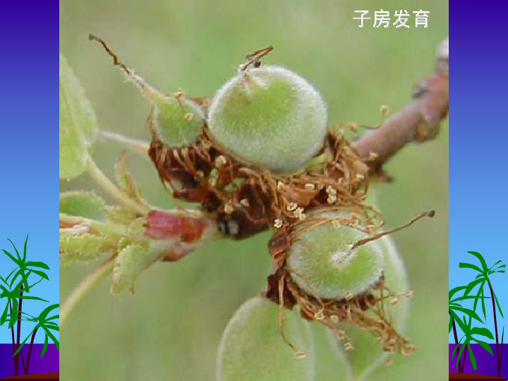 11《植物的生殖》课件