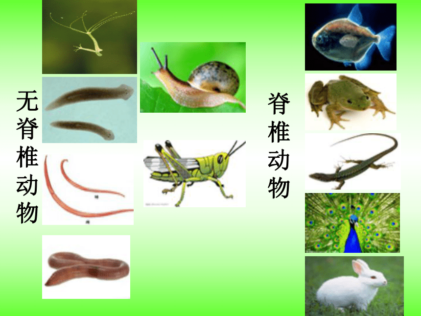 第一章-动物的主要类群（第一部分无脊椎动物）复习课件（共23张PPT）