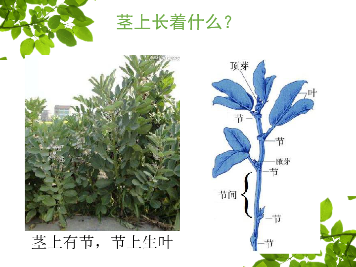 四年级上册科学课件 - 3植物的茎 粤教版（12张PPT）