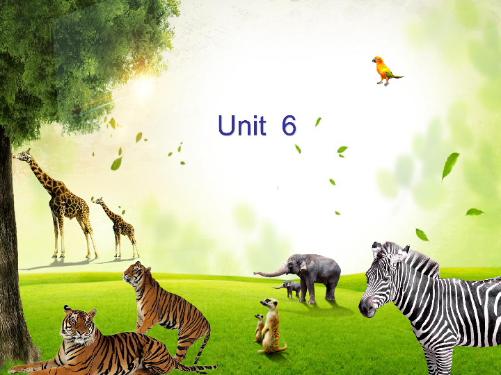 Unit 6 The Animal Kingdom Lesson 16 My Favourite Animal课件31张缺少音频