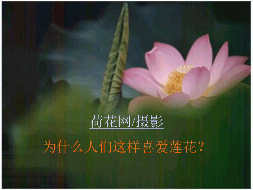 爱莲说课件