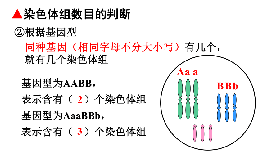 单倍体和二倍体的区别图片