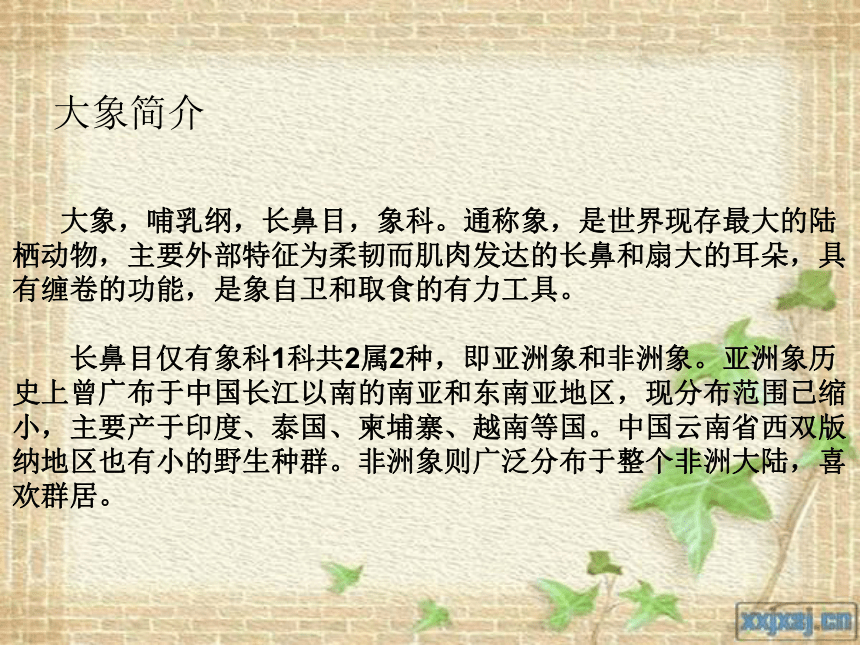 21谁的本领大教学课件