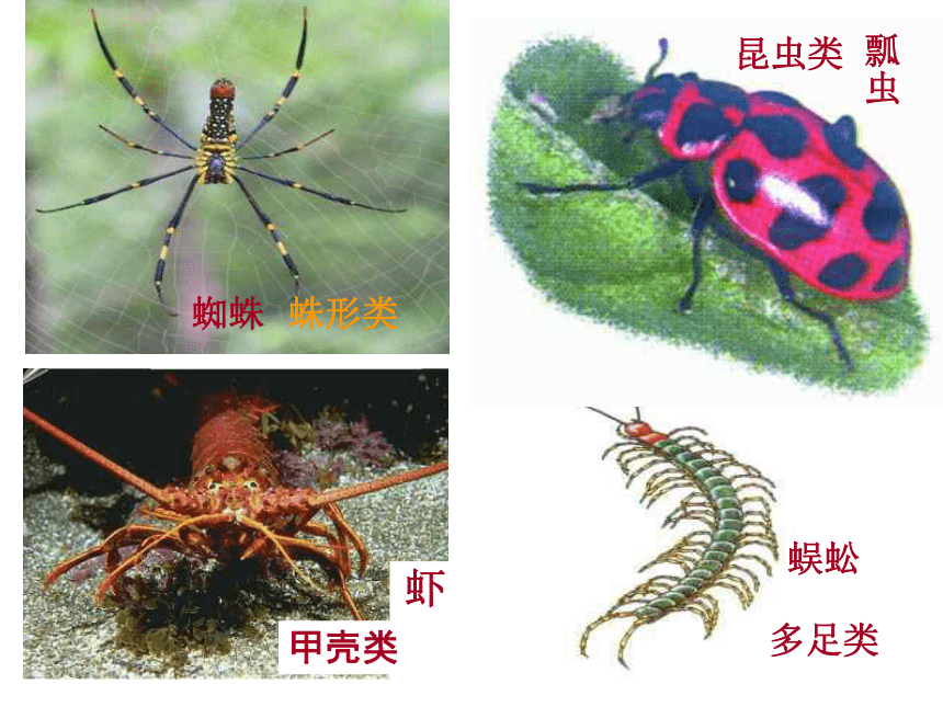 无脊椎动物的分类(浙江省衢州市江山市)