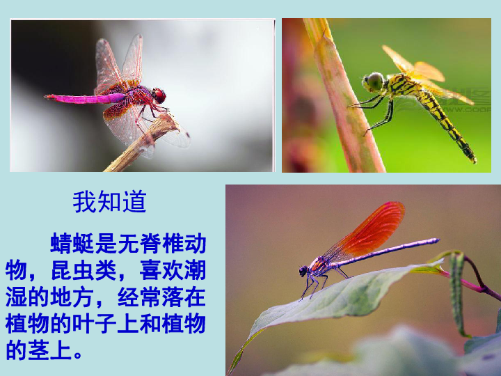 蜻蜓种类名称大全图片图片