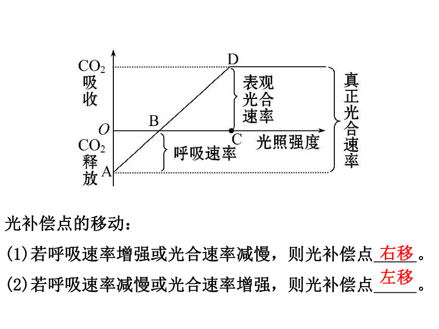 专题4 细胞呼吸与光合作用（共31张PPT）