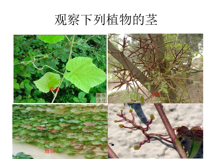 科学首师大版四年级上2.7.各种各样的茎课件（18张ppt）