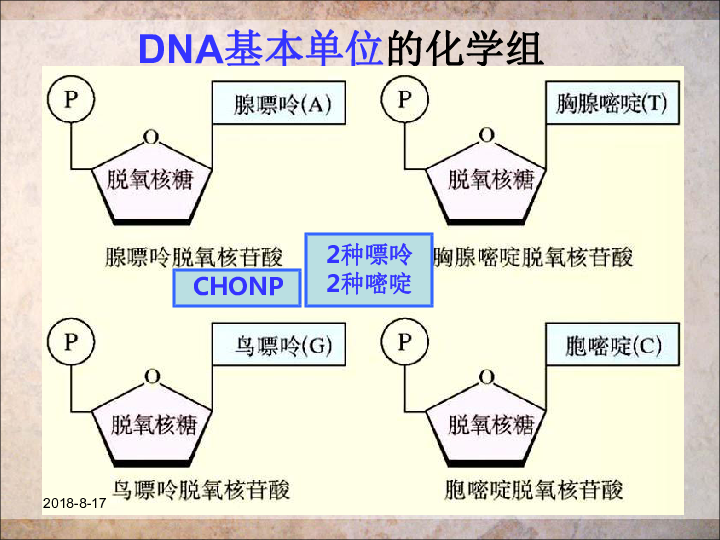 人教版高中生物必修二 3.2 DNA分子的结构（14张）