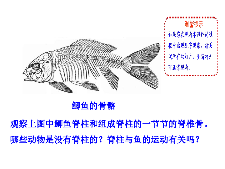 人教版生物八年级上册课件5.1.4 鱼 课件(共22ppt)