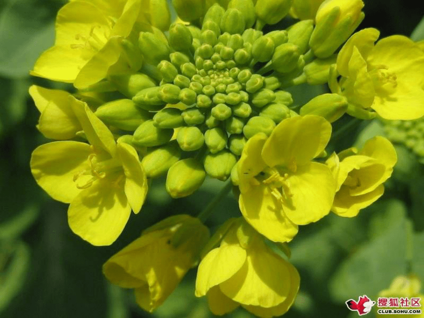 1油菜花开了