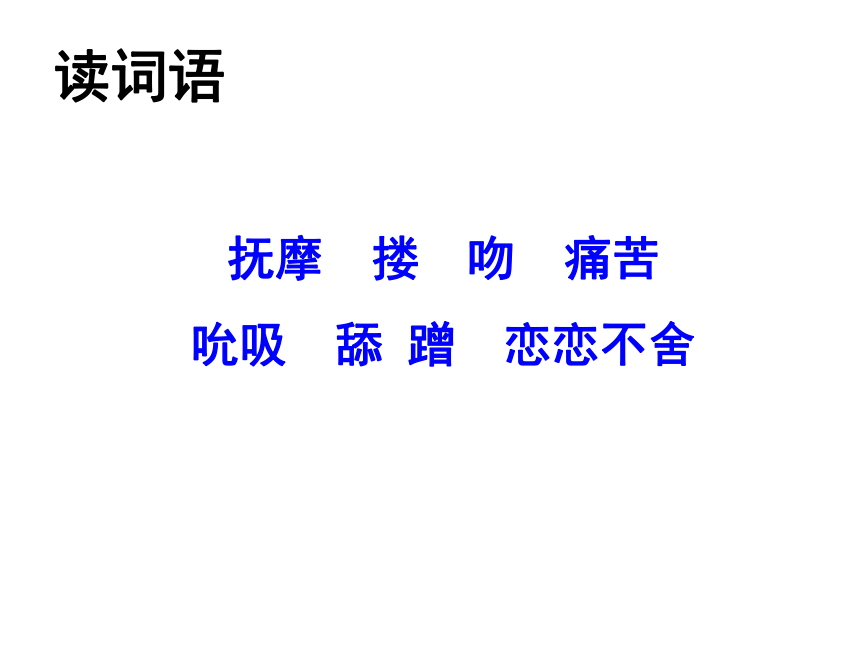 《小狮子爱尔莎》课件 (共16张PPT)