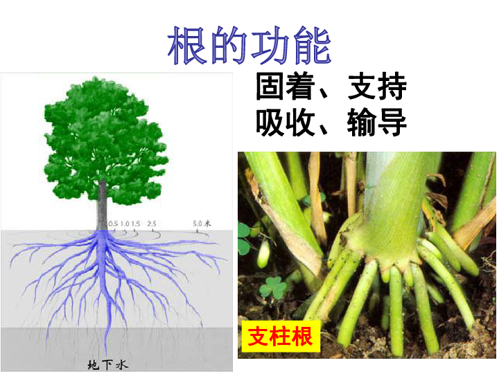 苏教版七上生物 5.2 植物根的生长 26张PPT