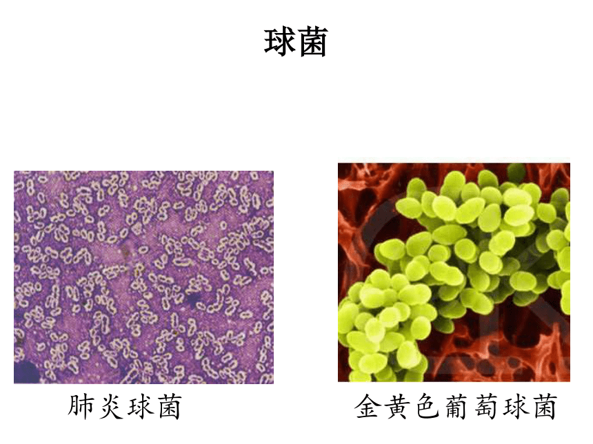 人教八上生物5.4.1 细菌和真菌的分布 课件（33张ppt）