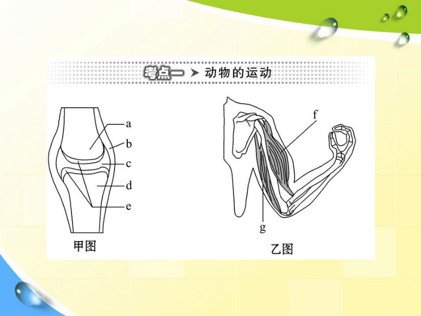 八年级上册生物人教版5.3动物在生物圈中的作用 课件1