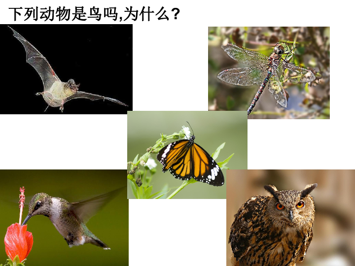 3鸟类动物的特征 课件（28张PPT）