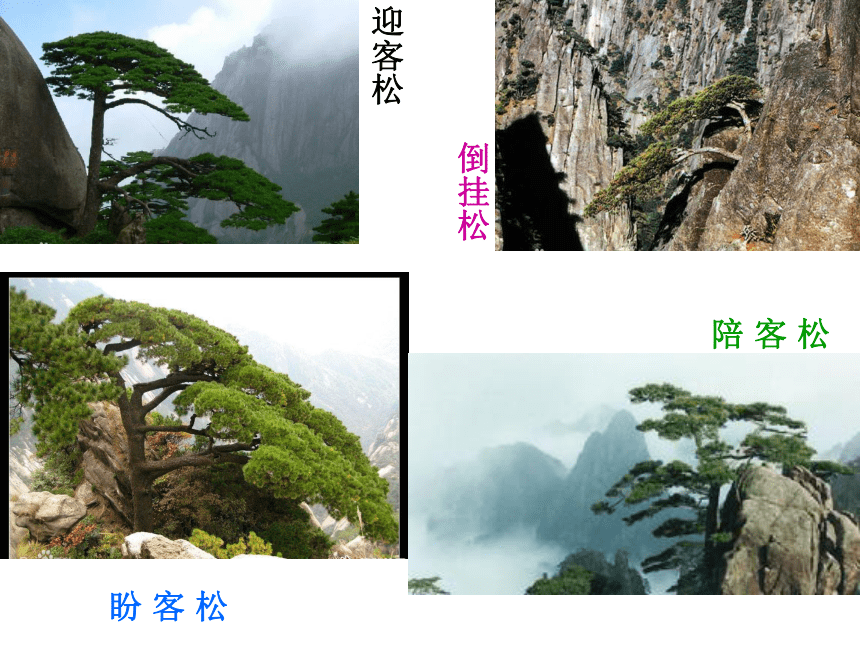 《黄山松》课件 (共16张PPT)