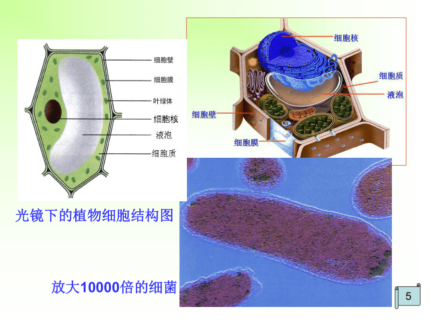 第三章第二节 细胞的类型和结构（共16张PPT）