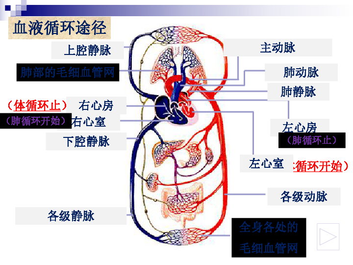 物質運輸的途徑--血液循環下載-生物-21世紀教育網