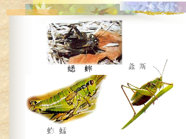 苏科版七下生物  12.2 昆虫 课件（31张PPT）