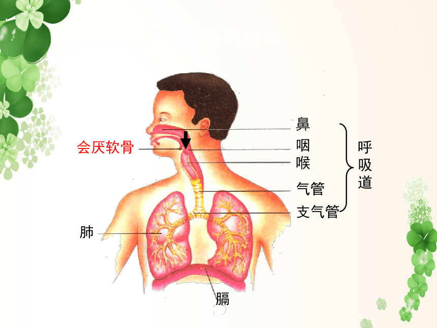 人教版 七下 第四单元第三章 第1节  呼吸道对空气的处理  课件（21张PPT）