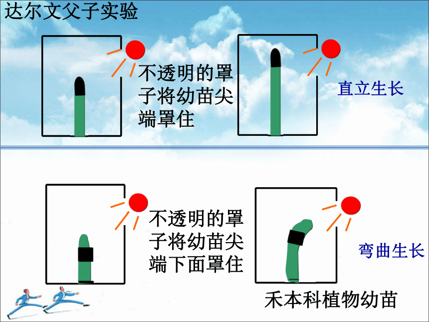 苏教版高中生物必修三2.4植物生命活动的调节 (共61张PPT)