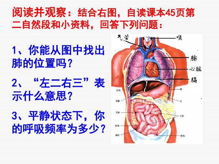 人教版七下第三章第二节发生在肺内的气体交换课件（共36张PPT）