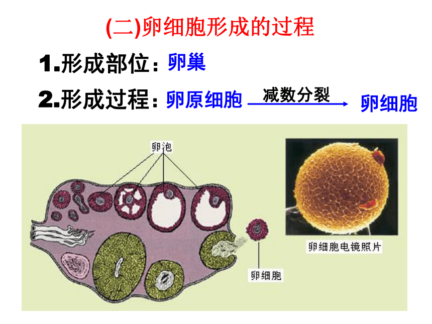 次级精母细胞图片图片