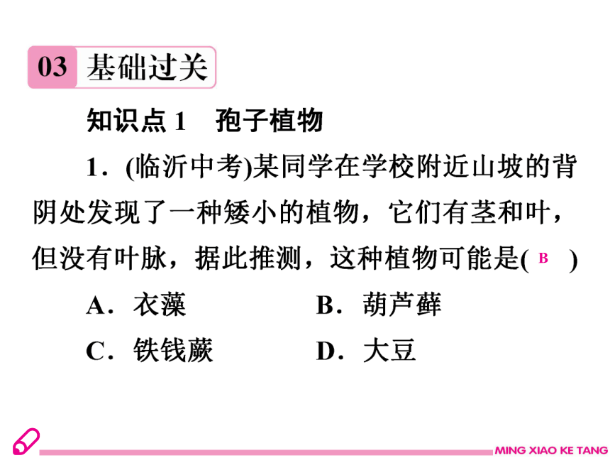 2019年秋八年生物北师大版下册课件：22.3植物的主要类群（23张ppt）