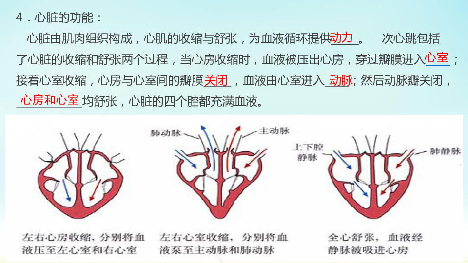 人教版七年级生物下册：4．4．3 输送血液的泵—心脏 课件（共20张PPT）
