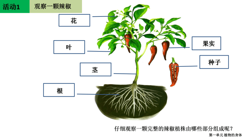 1.1-1.3 观察辣椒植株、植物的叶和植物的茎 课件