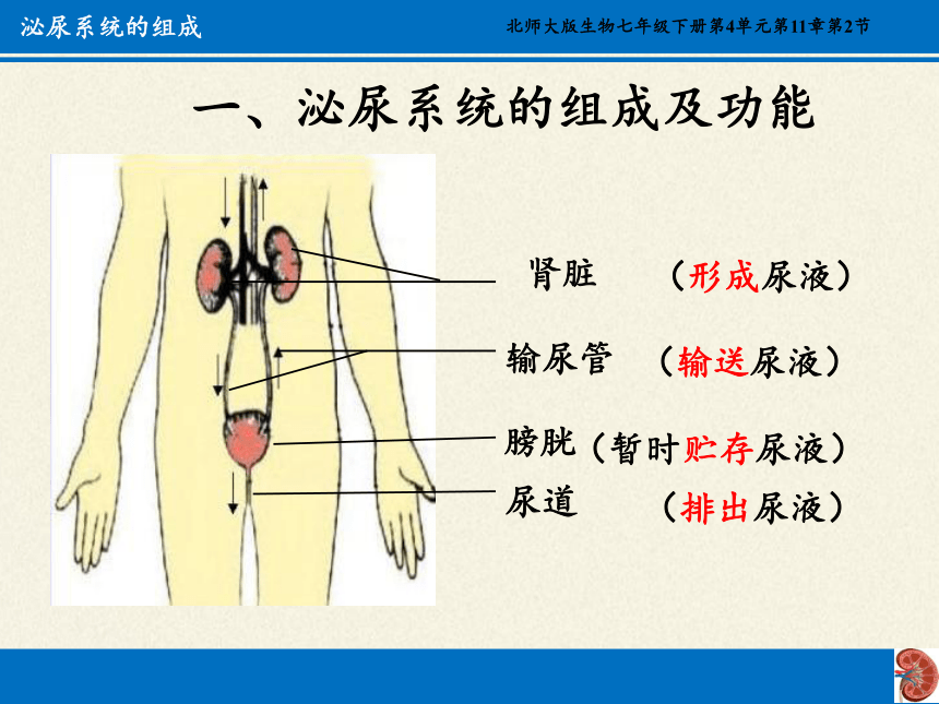 北师大版生物七年级下册 第11章 第2节 尿的形成与排出课件