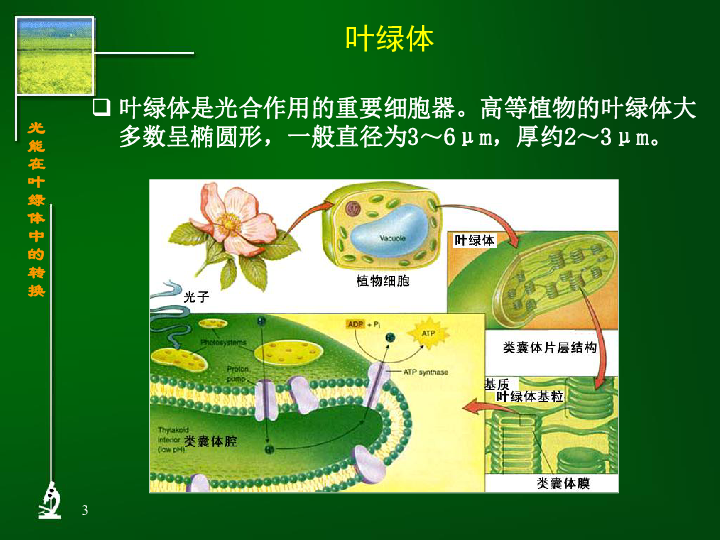 光能在葉綠體中的轉換上學期