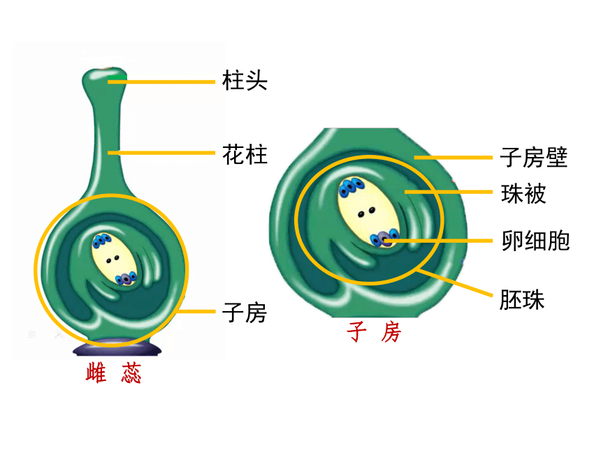 子房的结构图胚珠图片
