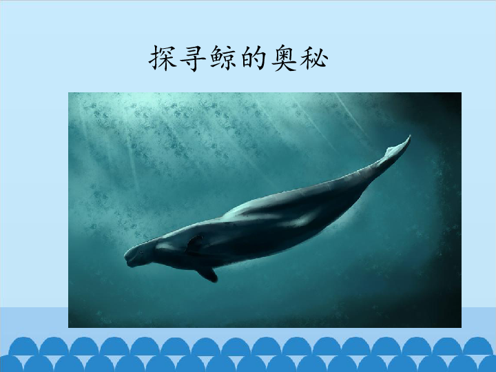 浙教版（广西）第三册 信息技术 课件 13.探寻鲸的奥秘 （12张幻灯片）