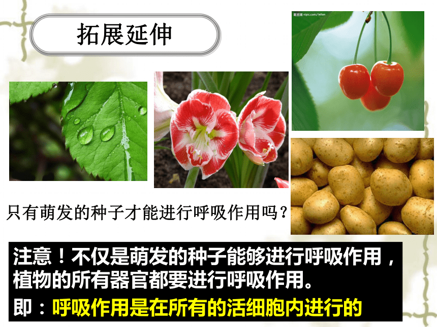 第二單元第一章第四節綠色植物的呼吸作用課件共25張ppt20212022學年