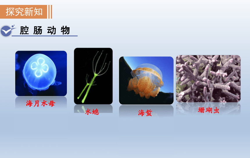 5.1.1腔肠动物和扁形动物课件(共29张PPT)