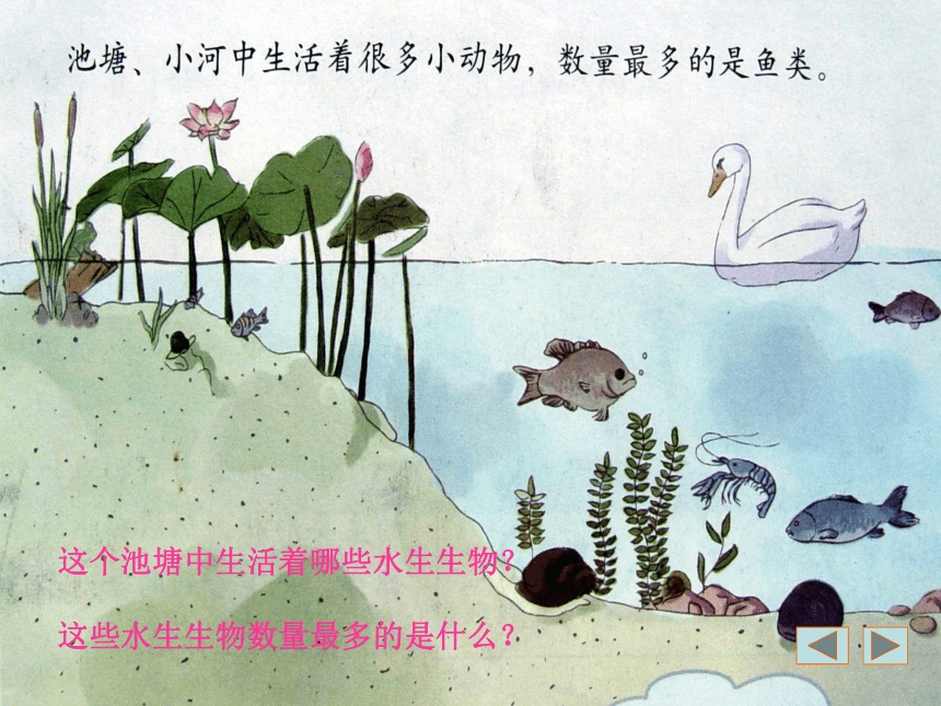 小学科学  湘教版  四年级上册  二 多种多样的动物  2 水族的公民 课件