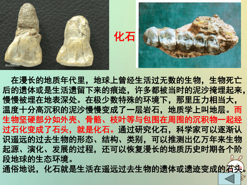 七年级历史上册第1课中国早期人类的代表—北京人  课件（20张PPT）