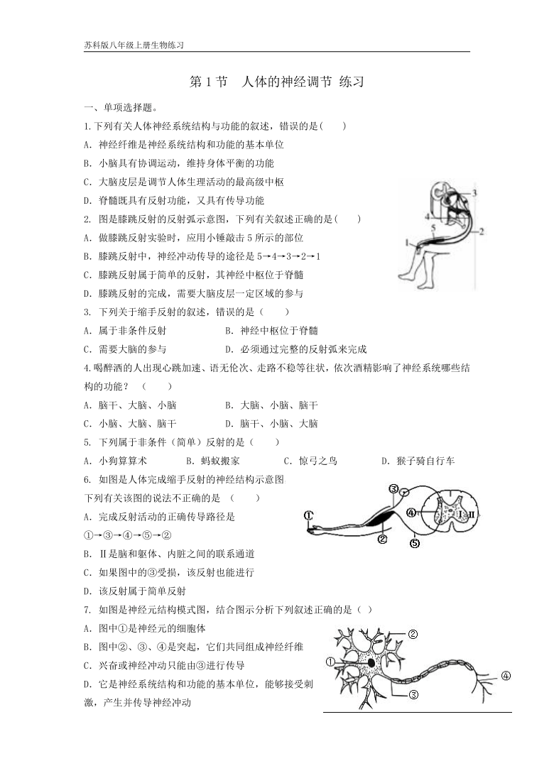 苏科版 八年级上册生物6.16.1 人体的神经调节练习
