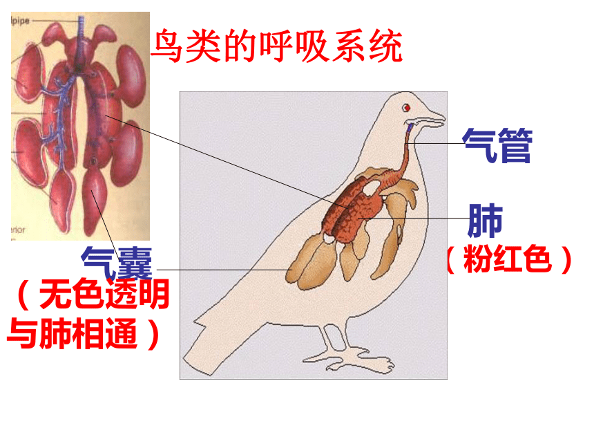 脊椎动物——鸟类