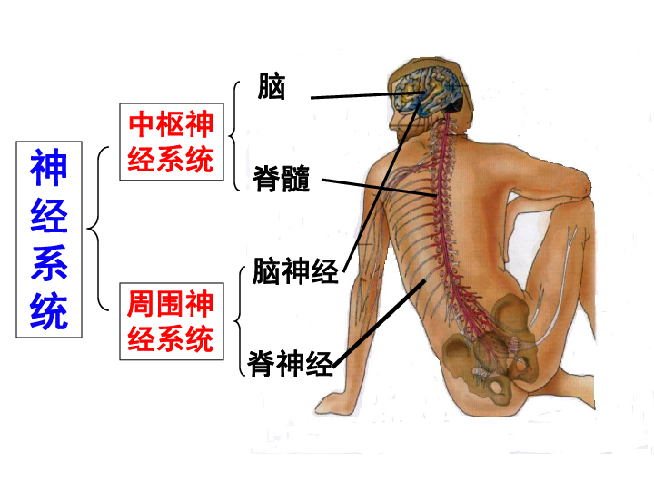 人教版必修3高中生物 2.1 通过神经系统的调节(49张PPT)