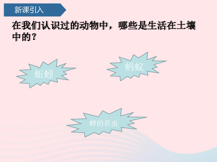 第四单元土壤与动植物14土壤中的小动物课件青岛版六三制(共16张PPT)