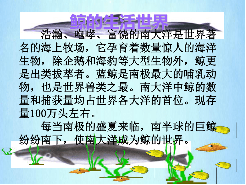 9 鲸 课件