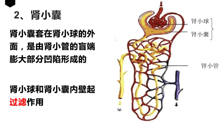 第四单元第五章人体内废物的排出课件共23张ppt