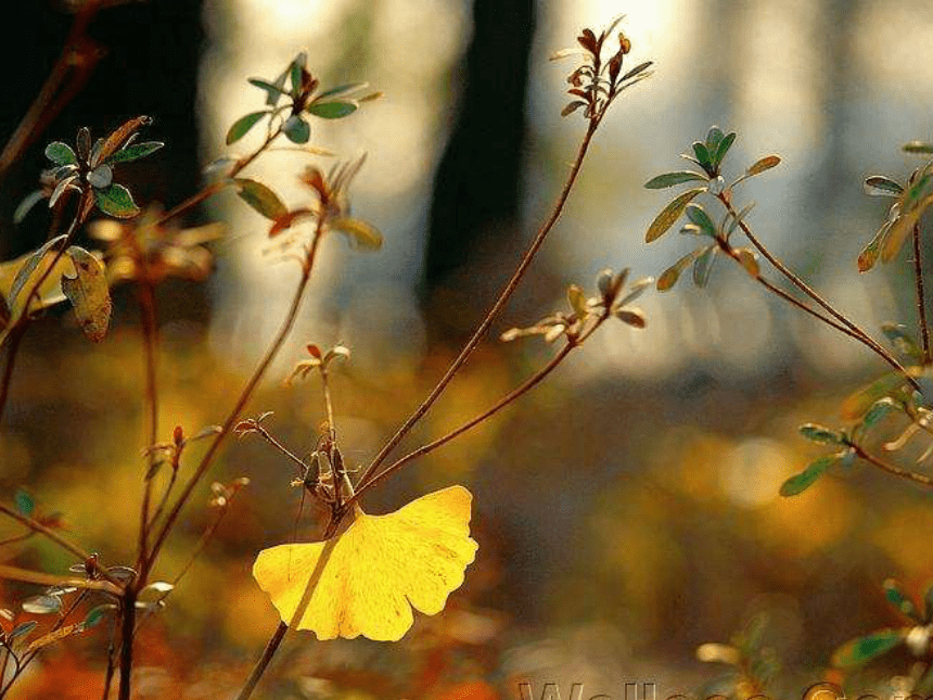 《秋天》课件