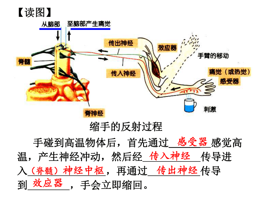 2017浙江中考试题研究科学-生物 名师ppt 神经调节 复习课件（共22张PPT）