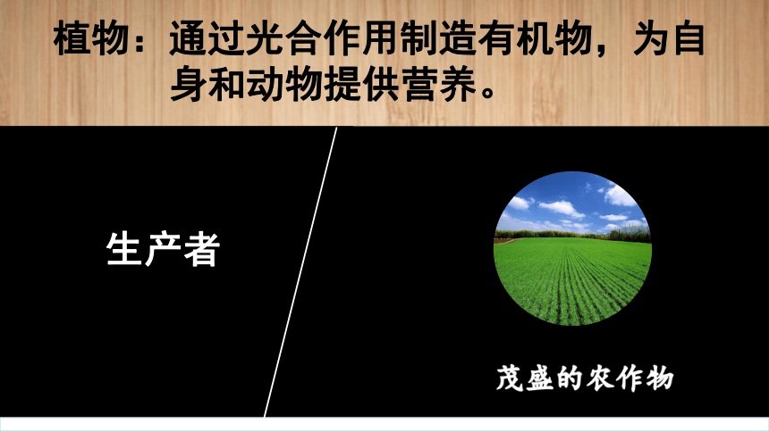 初中生物人教版（新课程标准）七年级上册1.2.2生物与环境组成生态系统课件（30张PPT）